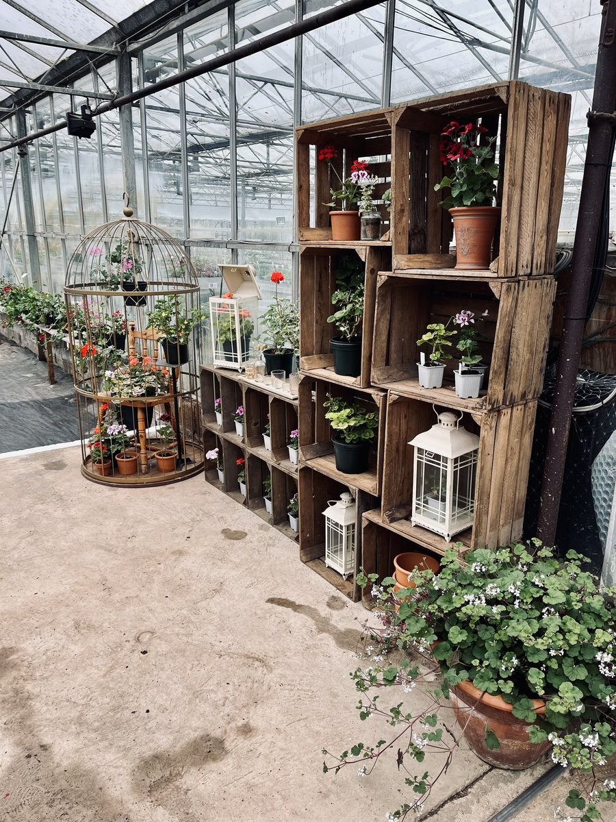 The doors are open! Come visit us in Pensham this Friday - Monday (10:00-16:00) for your Pelargonium fix 😍