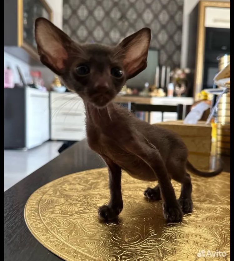 @GlitterDoggess This is the St. Petersburg Sphinx ( Peterbold)

I fell in love at first sight🥹😍