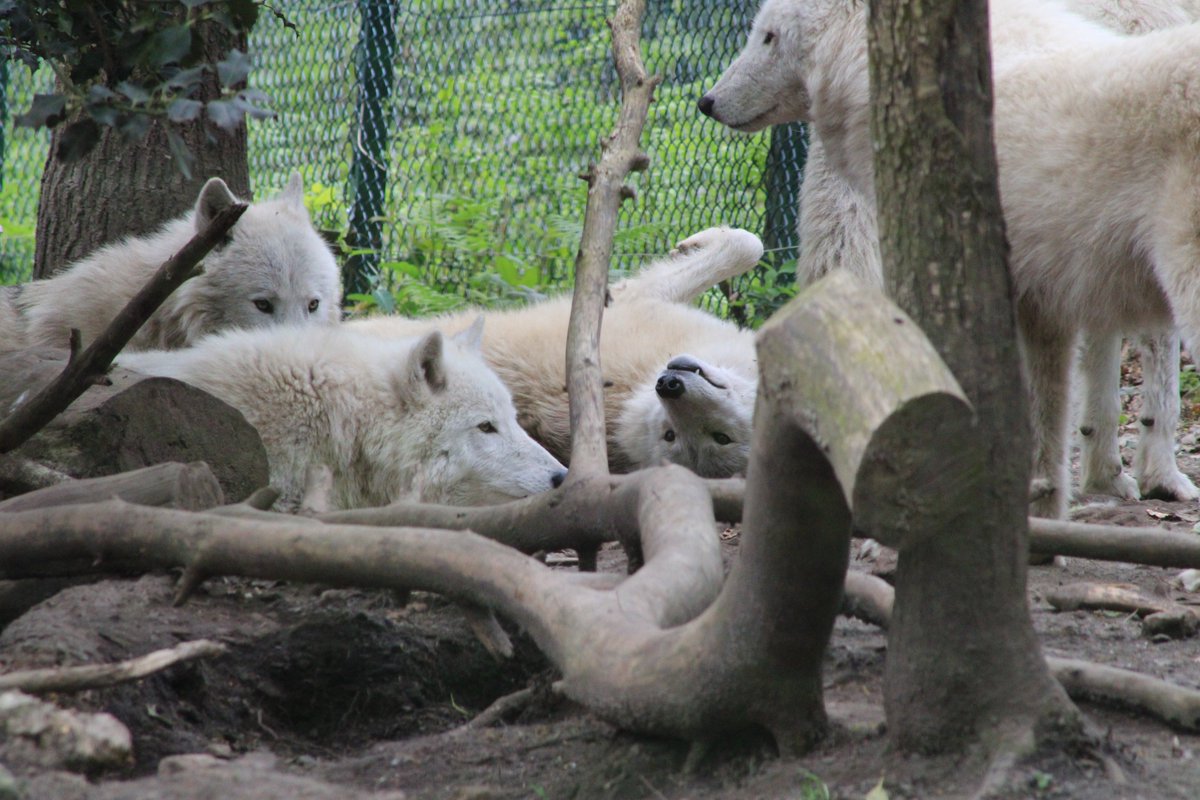 Loup blanc arctique au @ParcArgonne  😍
Crédit photo : Arnaud Mhr