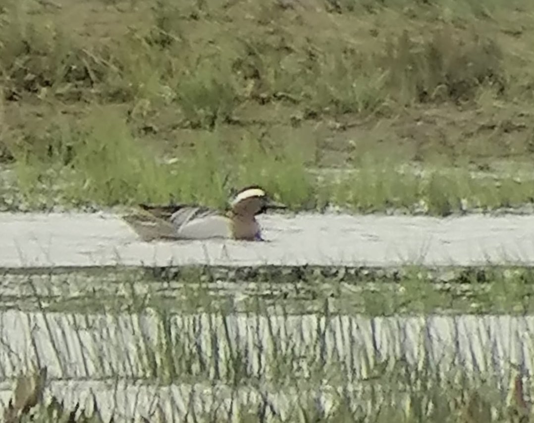 Good start to the day with four male Garganey (and a possible female in flight) on the Lapwing fields NW of the car park at RSPB Cors Ddyga.