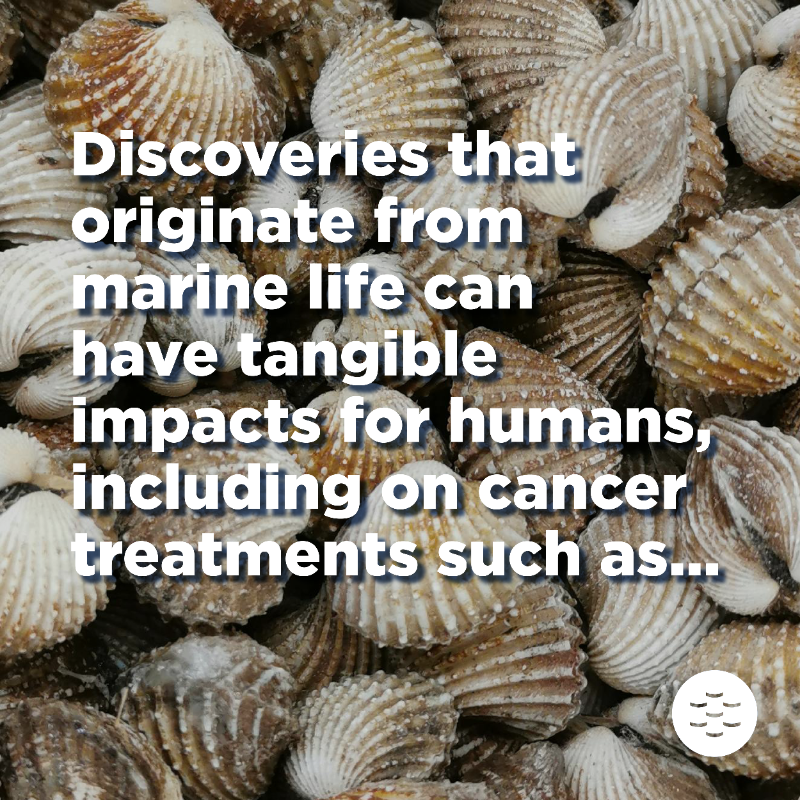 EMBRC_EU's tweet photo. #EMBRCBlog | 👉 How does EMBRC’s work increase our knowledge and understanding of #cancer?
Marine organisms can help #CancerResearchers understand how cancers grow, develop and metastasise.
Check out our latest blog 👇
@canSERV_EU @BBMRIERIC @IMEV_mer @SznDohrn @CienciasDoMar