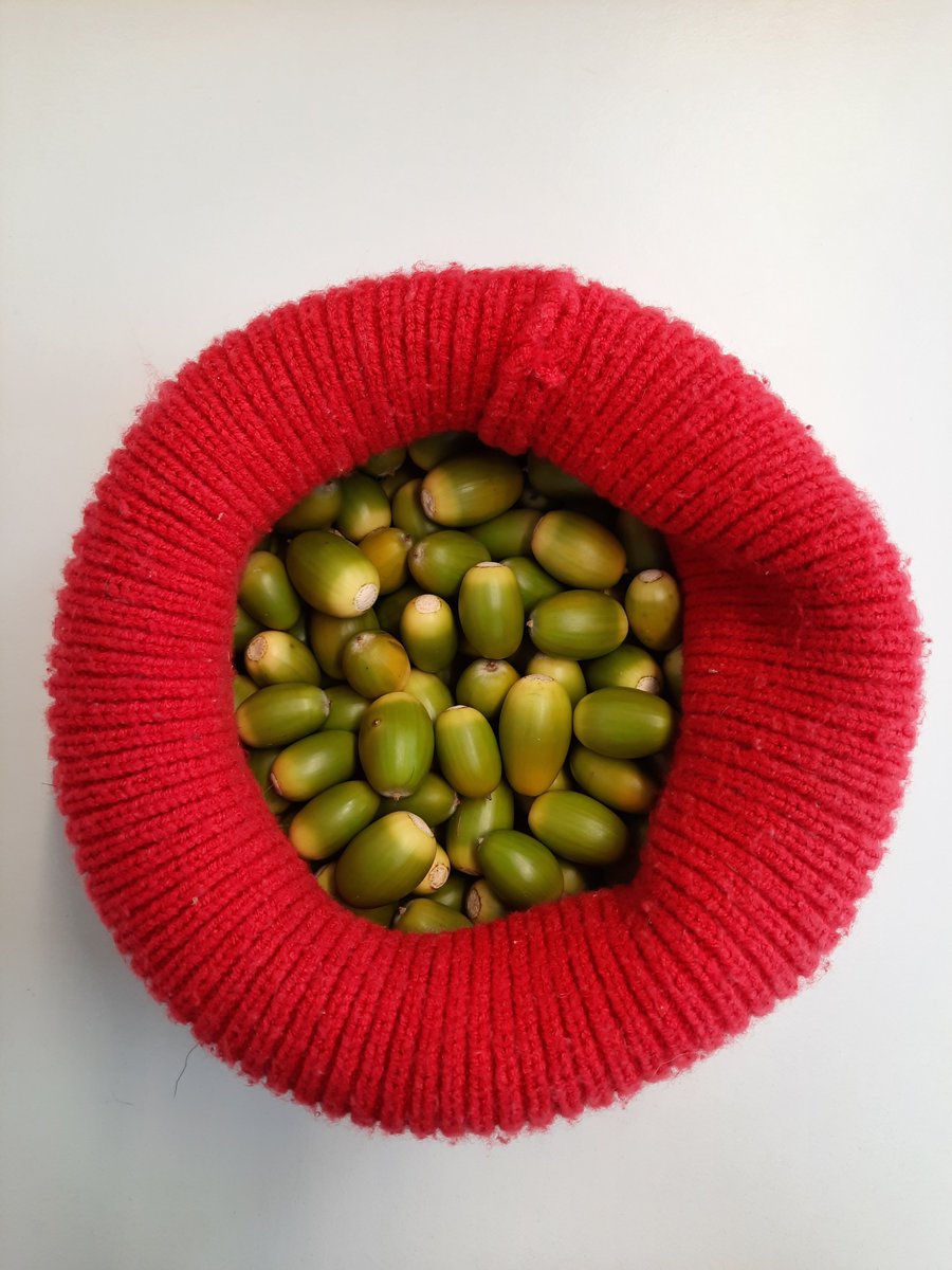 National Apprenticeship in Arboriculture (IRL) tweet media