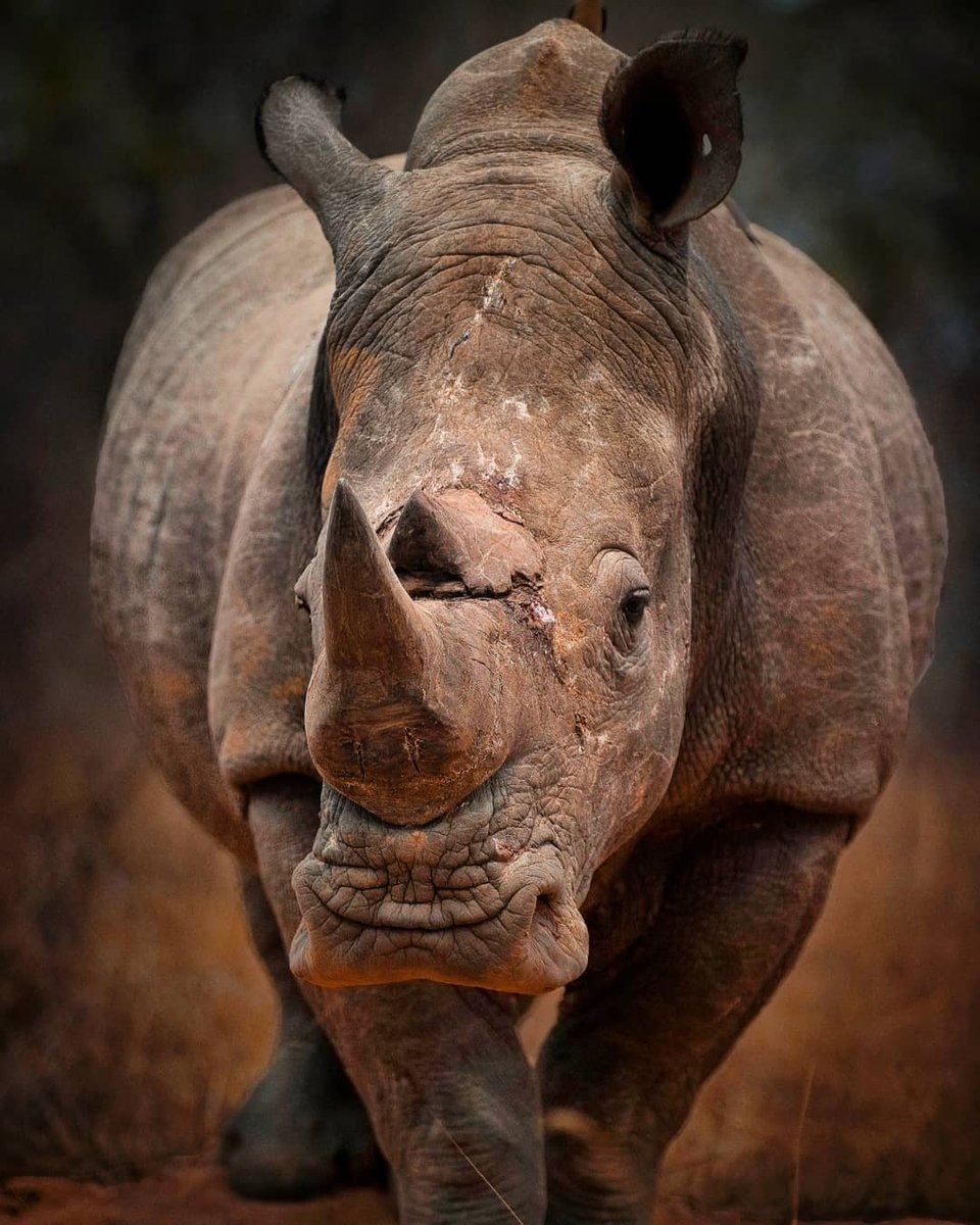 #RhinoFriday
 'The Ultimate Survivor' 
The #rhino's story dates back 50 million years, when their ancestors emerged after the dinosaurs & long before mankind. Will this majestic species continue to survive the #poaching onslaught by their sole predator MAN⁉️ #StopRhinoPoaching