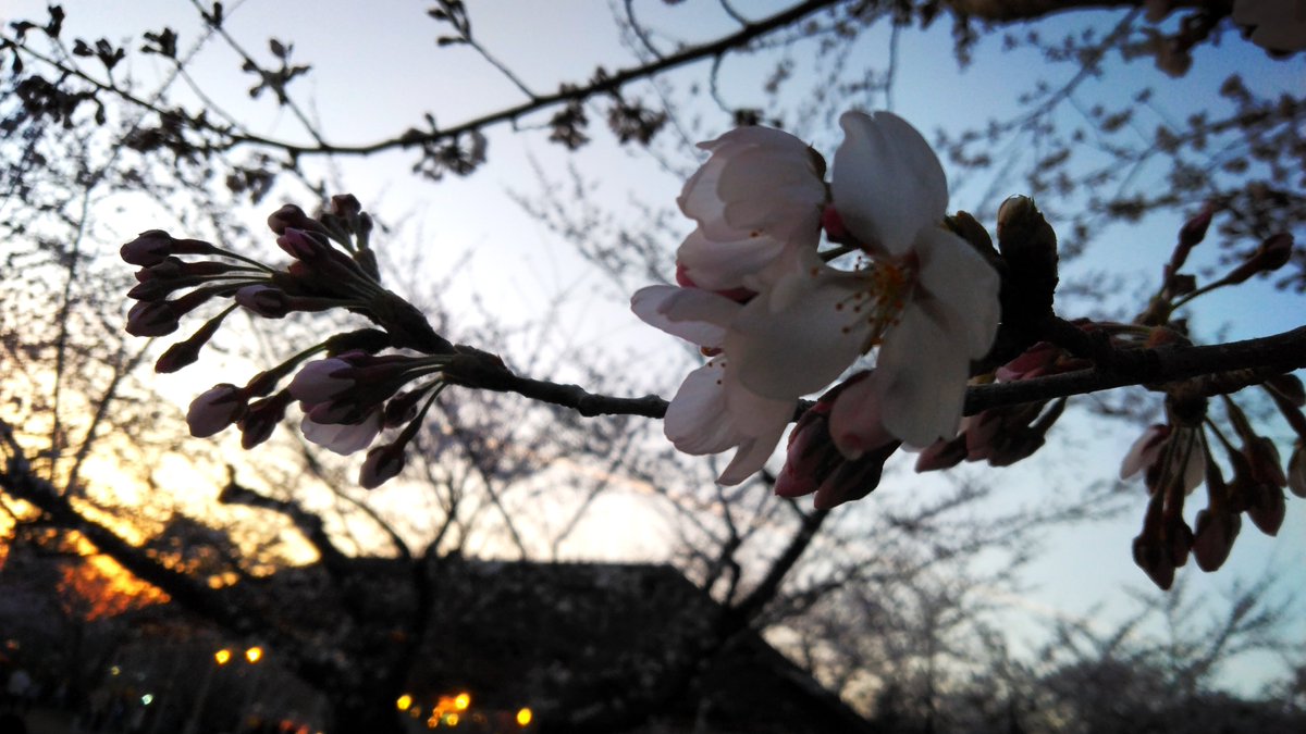 pgts00's tweet photo. 遅ればせながらの弘前公園🌸
(つづきです😇)

いよいよGW後半ですね!!
お仕事のかたはお疲れ様です🙏
お休みのかたはお家時間や
お出かけなど満喫できますように🥰 https://t.co/9qdqXJrmCc
