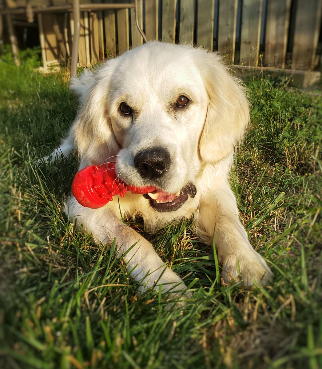 Happy #friYAY from the adorable and super handsome Obie! ❤🐾😁🐶🐕🐾❤ #goldenretriever #handsomeboy #walkinthedoginwhitby #walkinthedog