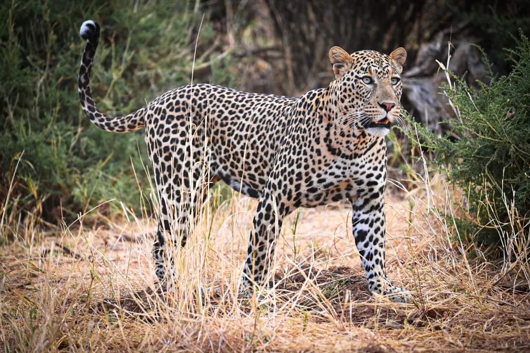 Luxitafrica's tweet photo. Today being world leopard day @KWSKenya let's spoil you with #SamburuResidents
#ExploreSamburu
#HiddenGemsOfKenya https://t.co/hmzBV3rj4w