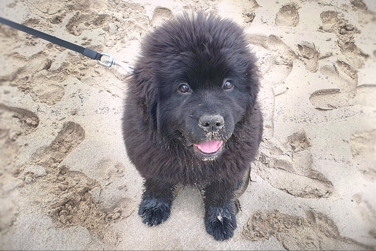 Caithness is a great place for a holiday with  children and dogs!

Read my blog for things to do, places to go, and ways to tire them out!

lighthousekeeperscottage.co.uk/blog-children-…

#nc500 #nc500adventure #nc500eastcoast

#childfriendly #dogfriendy #holidaycottage #familyholiday