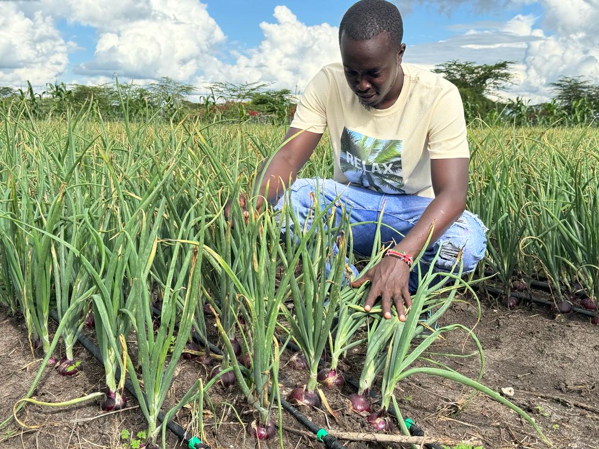 I hope we agreed that farming is an art right? Yes ,it's an art and the most effective way to change or improve your production is to focus on water first. 1). Have a reliable water source. 2).Have a good irrigation system. Look and see how this #bulbonions ... thread