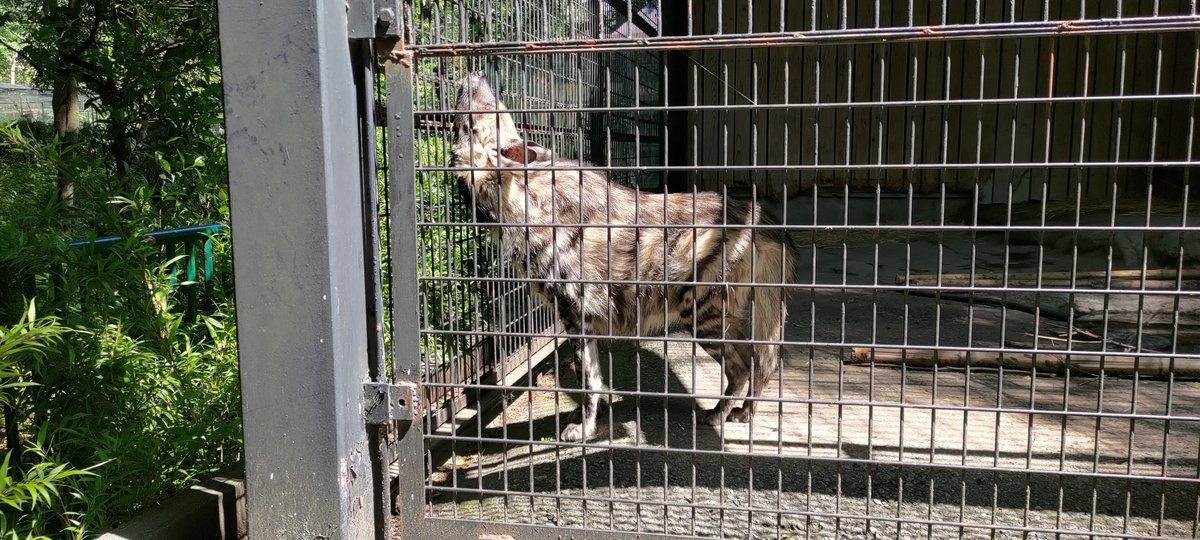 🚗³₃☺️
人生初の動物園、ヒノトントンZOOこと
羽村市動物公園に行ってきました～！

最近乗り換えた車での初長距離ドライブかつ
改造パーツの検証も兼ねた(あと🍜)
完全ノープランの弾丸ツアーでしたが
とっても楽しかった&良い経験になりました✨️