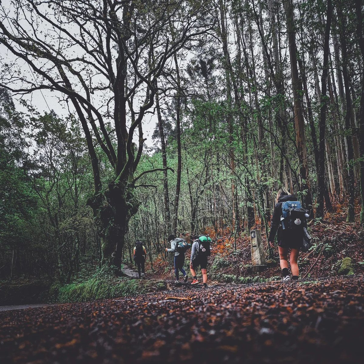 ' 'El Camino más difícil es el del desapego.' 🔒'

📷 sandals.guy

#caminodesantiago #buencamino #galicia #caminofrances #santiagodecompostela #camino