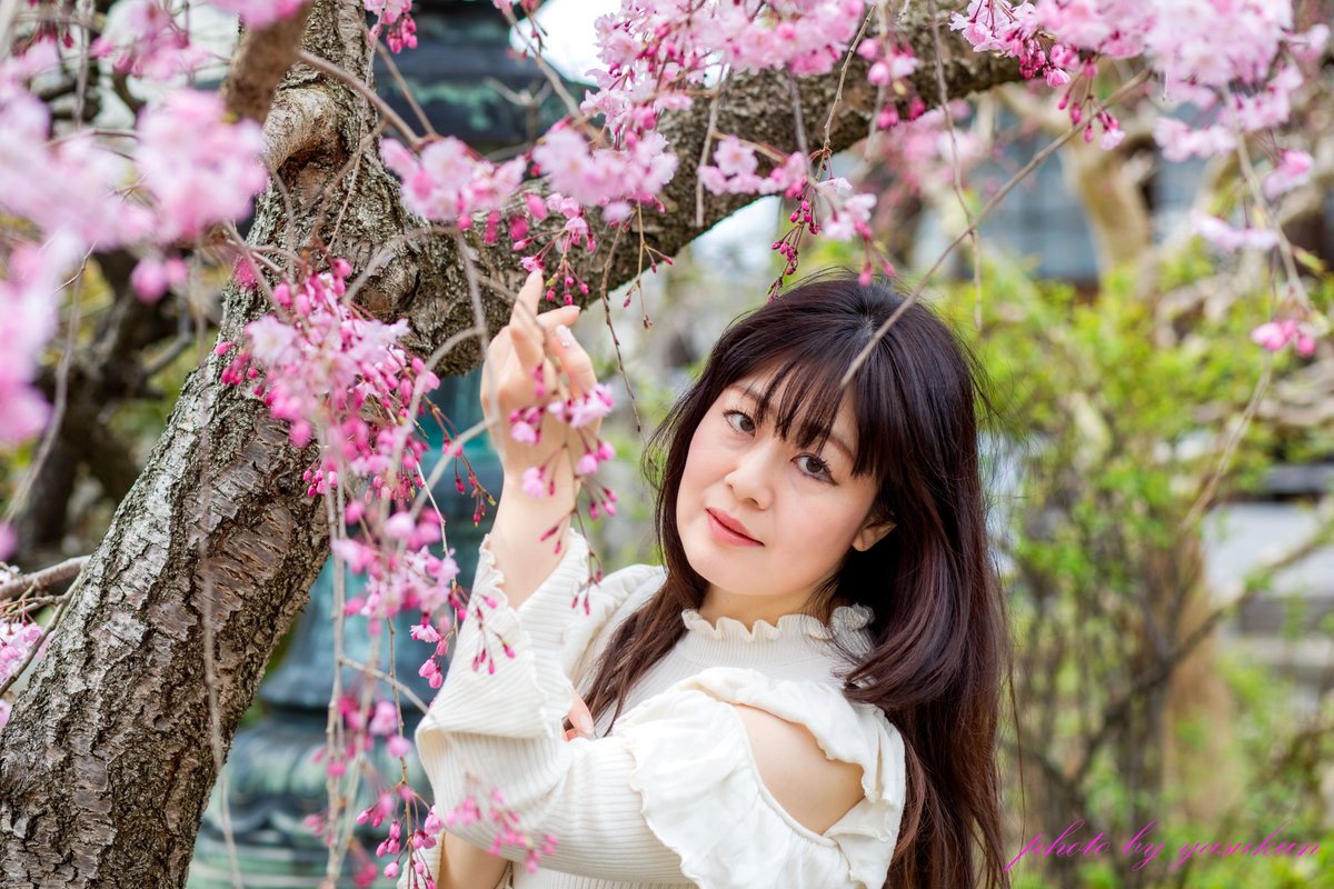 アルさん　
「いにしえからの贈り物」　
#桜　#しだれ桜　
#ポートレート　#portrait