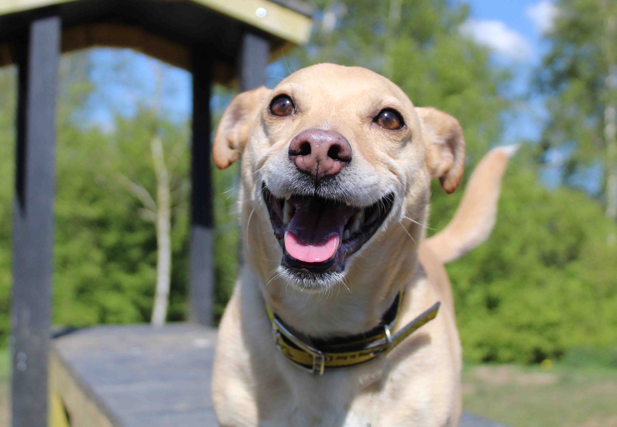 This was Greg's face when we told him it was #FriYay 😛

dogstrust.org.uk/rehoming/dogs/…

@DogsTrust 
#DogsTrust #DogsTrustDarlington #Rescue #AdoptDontShop #Darlington #FridayFeeling #HappyBoy #ADogIsForLife