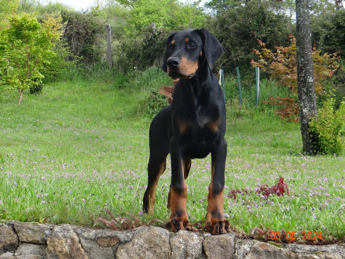 Valky  3 mois #dobermann