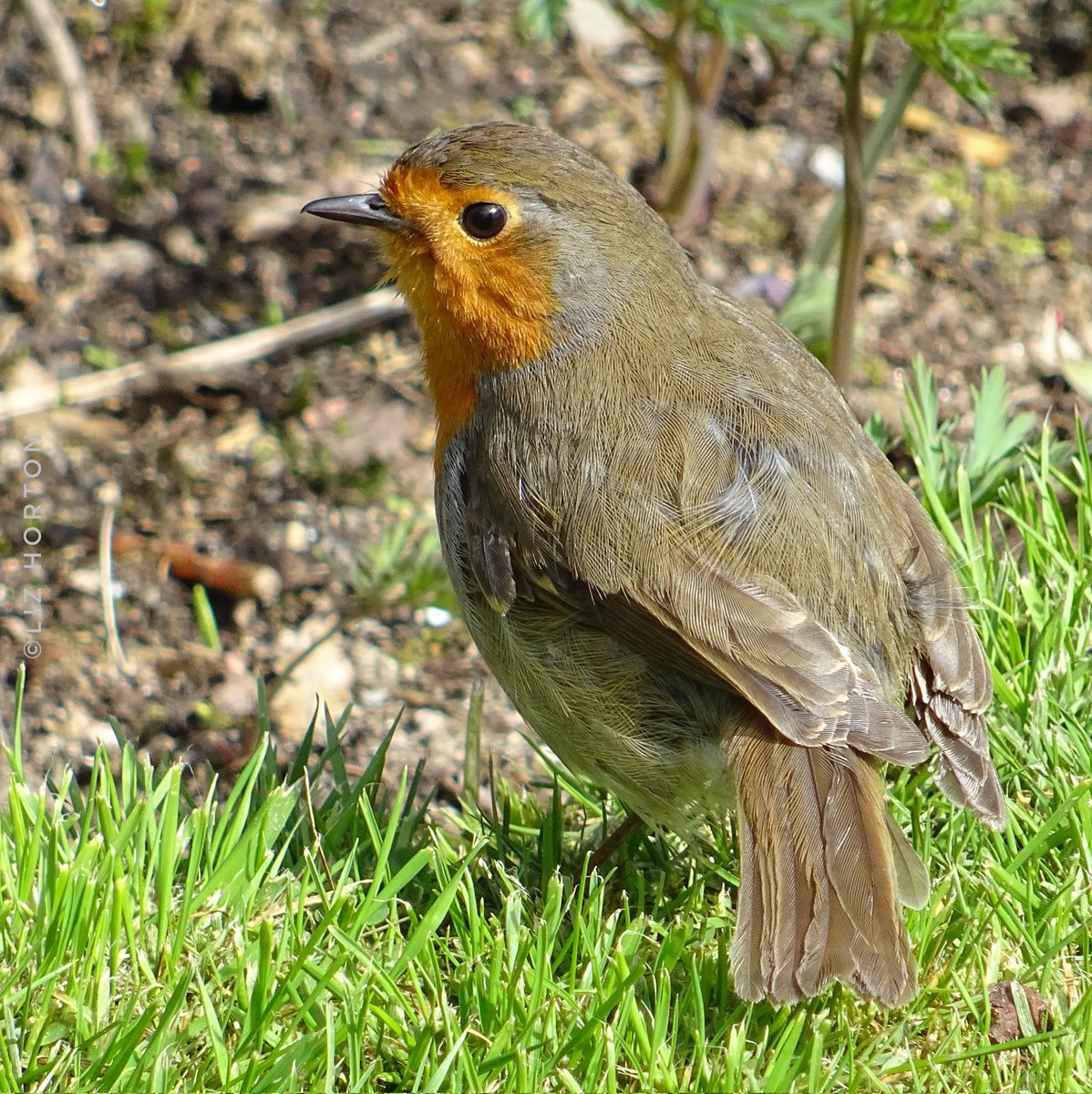 A #precious glance..
From a lovely #robin..
'Some things are more precious because they don't last long.'
Oscar Wilde #quote
#thoughtoftheday
#nature #wildlife #photography
#birdwatching #birdphotography
#BirdTwitter #birdtonic
Have a lovely day..
#art #naturelovers .. 🌱🧡🕊