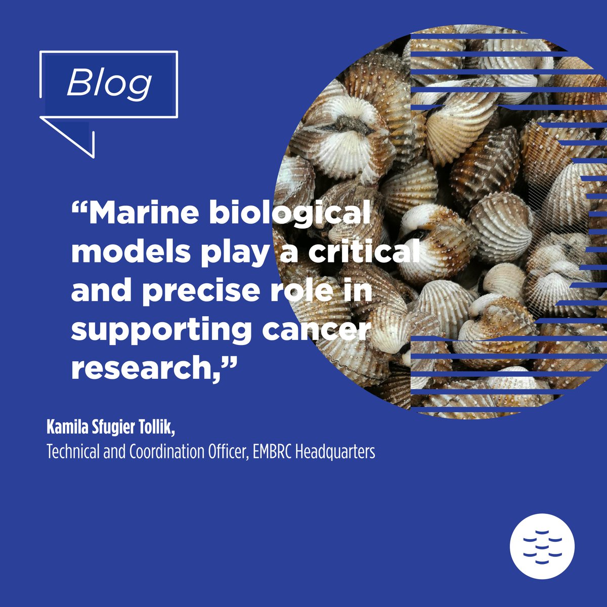 EMBRC_EU's tweet image. #EMBRCBlog | | 👉 EMBRC and human health

🔹 EMBRC has recognised the potential for marine biological research to support cancer studies within the @HorizonEU progamme

🔗 Read more on how marine models are used to study cancer 👉 tinyurl.com/yhefpss5

@canSERV_EU