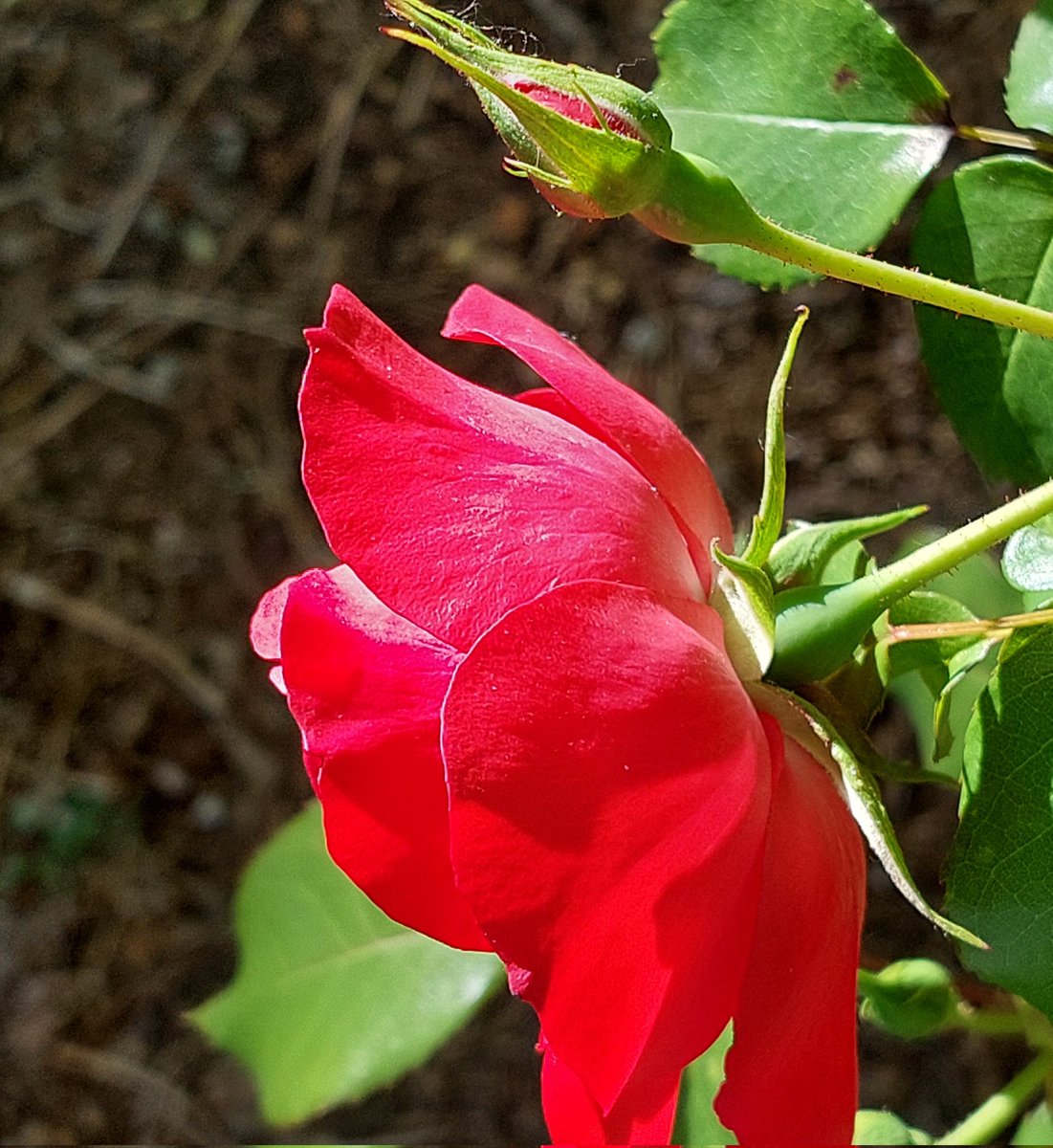 Segui il tuo destino, bagna le tue piante, ama le tue rose. Il resto è l’ombra di alberi estranei. Fernando Pessoa #buongiorno