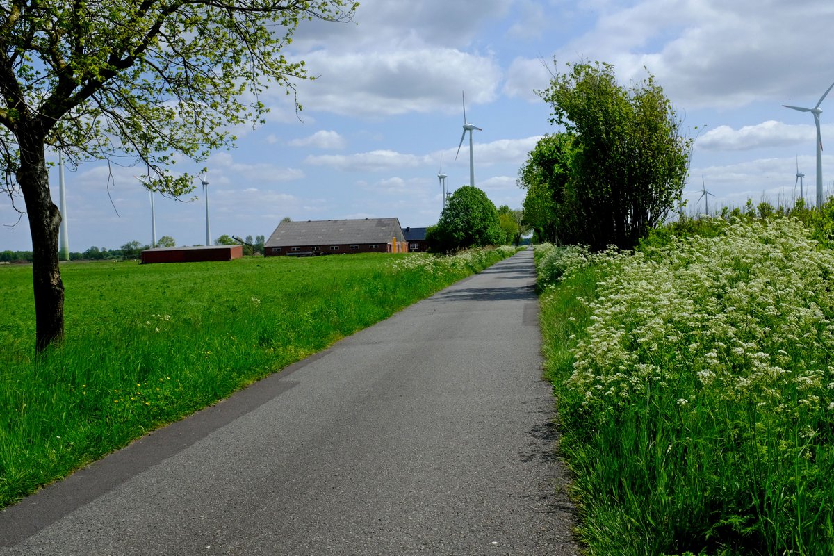 And suddenly everything is green. #Fotos #fotografie #landscapephotography #fotografia #ostfriesland #landscape #Ihlow #spring #flowers #mai         link:  simonswol.de