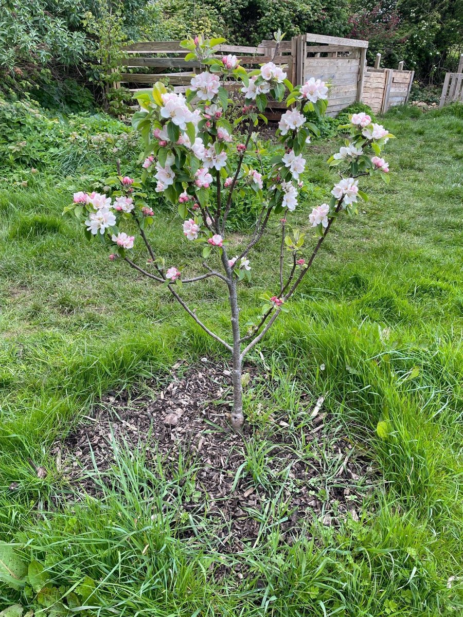The trees in the Heritage Orchard are coming into full blossom
#FridayFlowers #GreenSynergy #NationalGardeningWeek