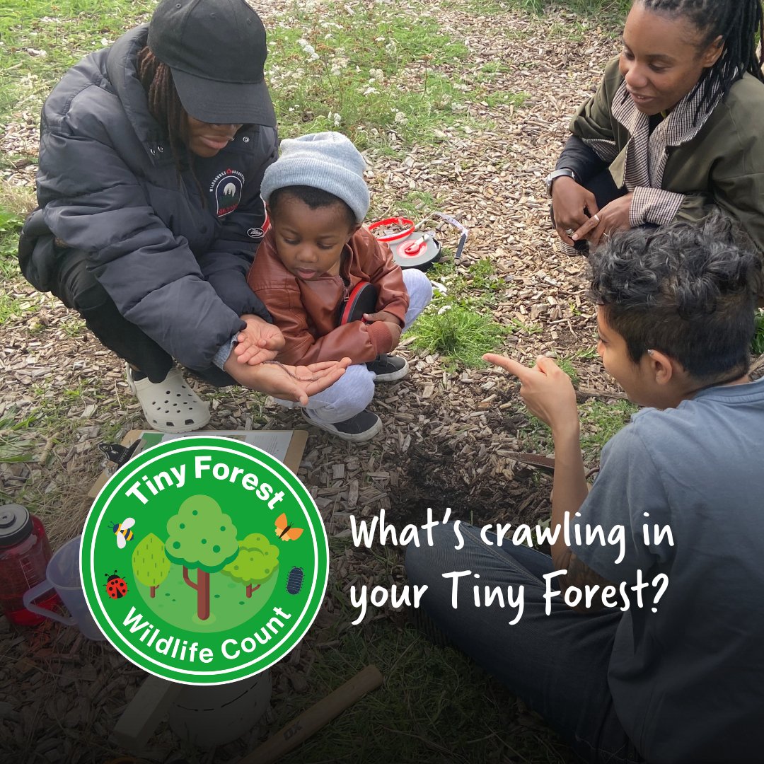 🌳🪱 What's wriggling and crawling in your Tiny Forest? Between 18-26 May, join the Tiny Forest Wildlife Count and help us find out how your local #TinyForest supports urban wildlife! 🦋 Get your free survey pack 👉pulse.ly/gcjneltcaz #TFWildlifeCount #CitizenScience