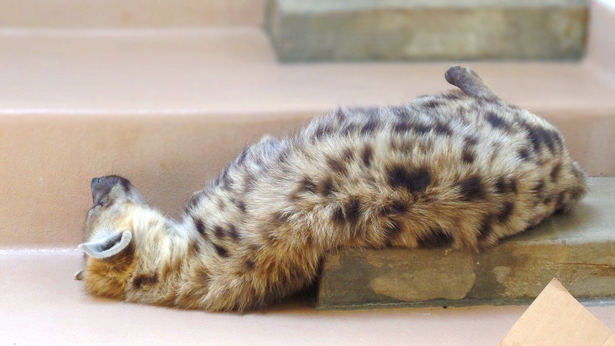 HourlyYeen tweet media