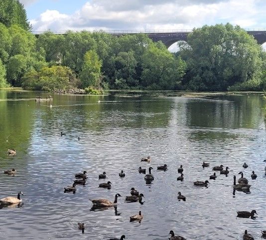 Join us tomorrow for the Saturday Social Walk 🚶‍♂️ 9.45 for a 10am start. Meet at Life Leisure Houldsworth Village (adjacent to Broadstone Mill), SK5 7AT for a walk around Reddish Vale. No need to book. For more info buff.ly/2IUnL9l #CommunityHealth #Wellbeing