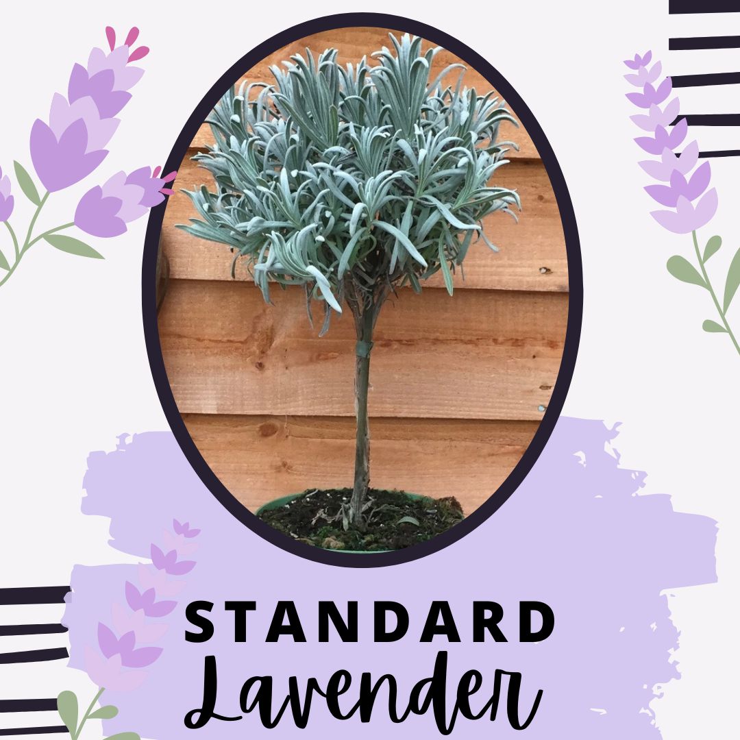 Almost anything can be turned into a standard plant with a bit of clever grafting. Check out the different types of topiary Henleaze Garden Shop has in stock. 

#bristol #henleaze #gardening #topiary #alternativetopiary #bristolgardencentre #bristolgardenshop #shoplocal