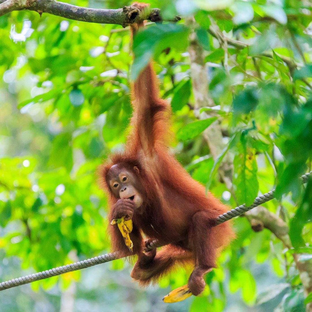 Is Borneo on your travel wish list? 🦧🌿 Discover our Wild Borneo tour and experience the diverse wildlife and landscapes of this unique destination. Find out more: ow.ly/6i9050Rqt94 #sagatravel #sagatour #visitborneo