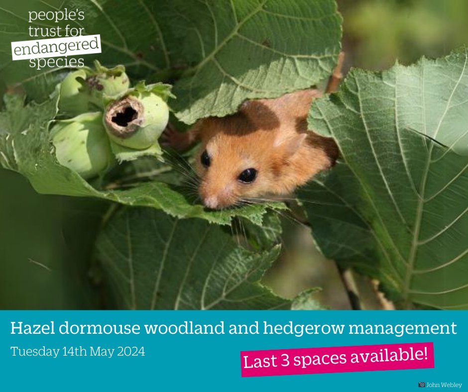 Last 3 spaces available! 🐭 We're running a one-day course on woodland and hedgerow management for dormice on Tuesday 14th May. It will take place at our private Briddlesford woods reserve on the Isle of Wight. Find out more and book your ticket 👇 shop.ptes.org/product/ticket…