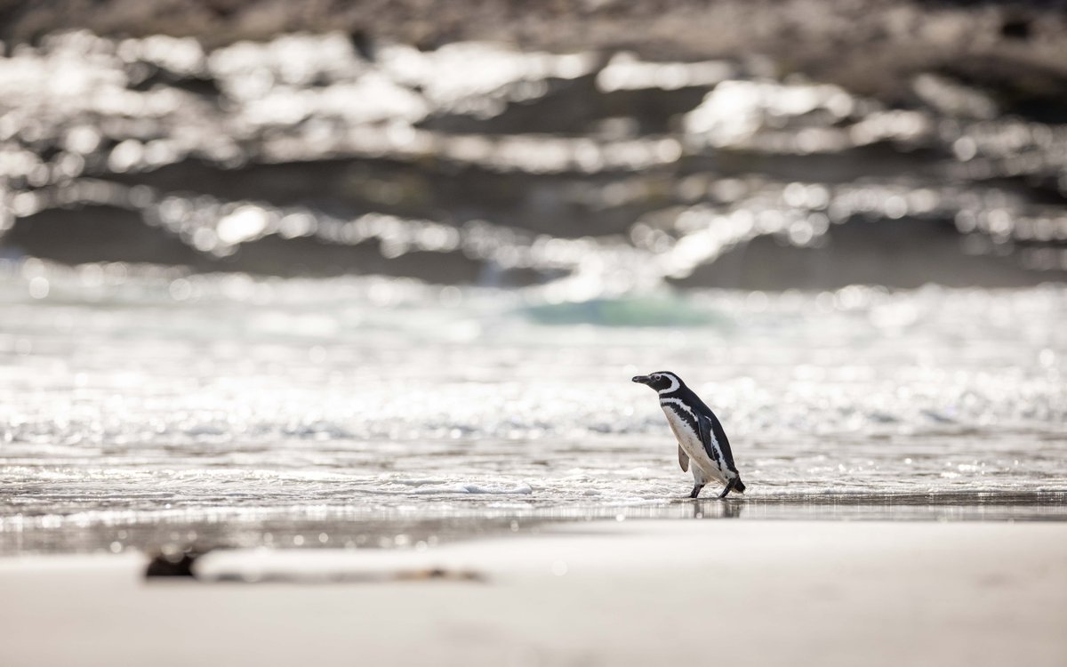 Off to sea 海へ １羽のマゼランペンギンが海へと出発しようとしていた。 朝の光に照らされた水面と岩場は光っていて、幻想的な雰囲気を醸し出していた。 (フォークランド諸島にて撮影) #penguin #Magellanicpenguin #falklandislands #ペンギン #マゼランペンギン #フォークランド諸島