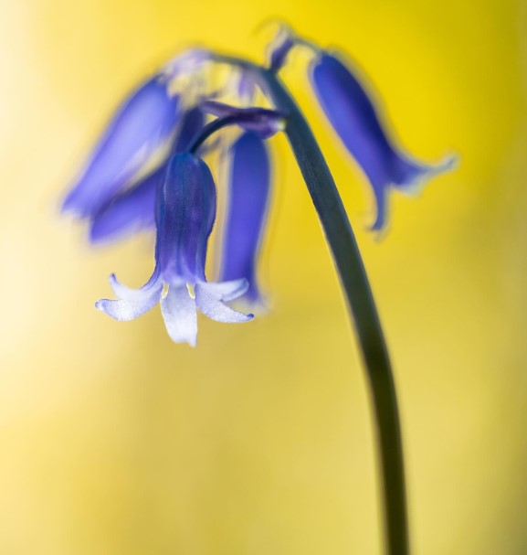 Are the bluebells out near you? Today’s #BluebellBeauty was captured by Mark McColl🤩 . Bluebells spend most of their time as bulbs underground, flowering from April onwards. If you'd like a chance to be our#FridayFeature, tag us or use #NatureScot. 📸 orlo.uk/M9uRa