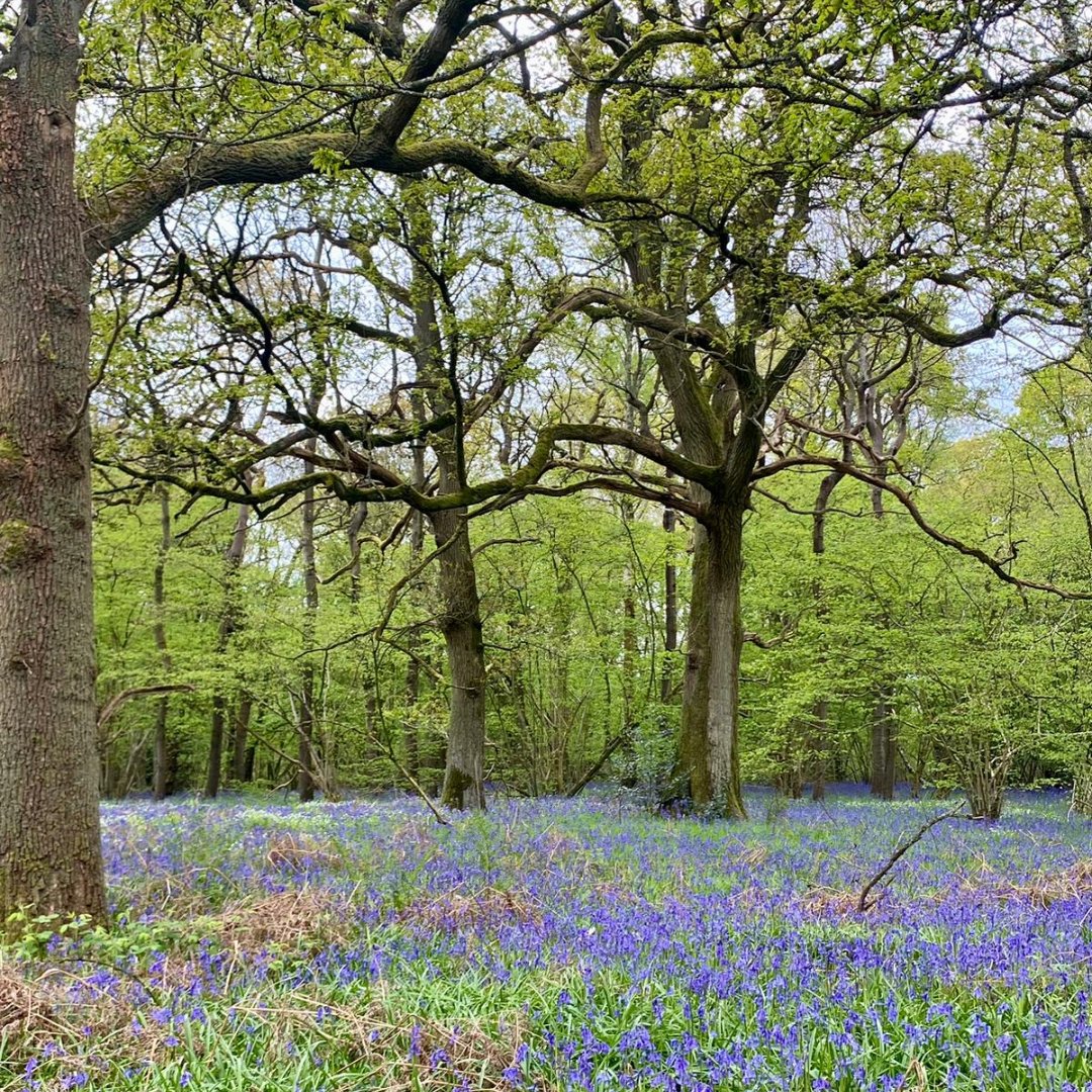 Have you been to visit us yet for bluebell season? Don’t forget to come to our woods at Harsthill Hayes Country Park and Ryton Pools Country Park while these enchanting purple flowers are still here.