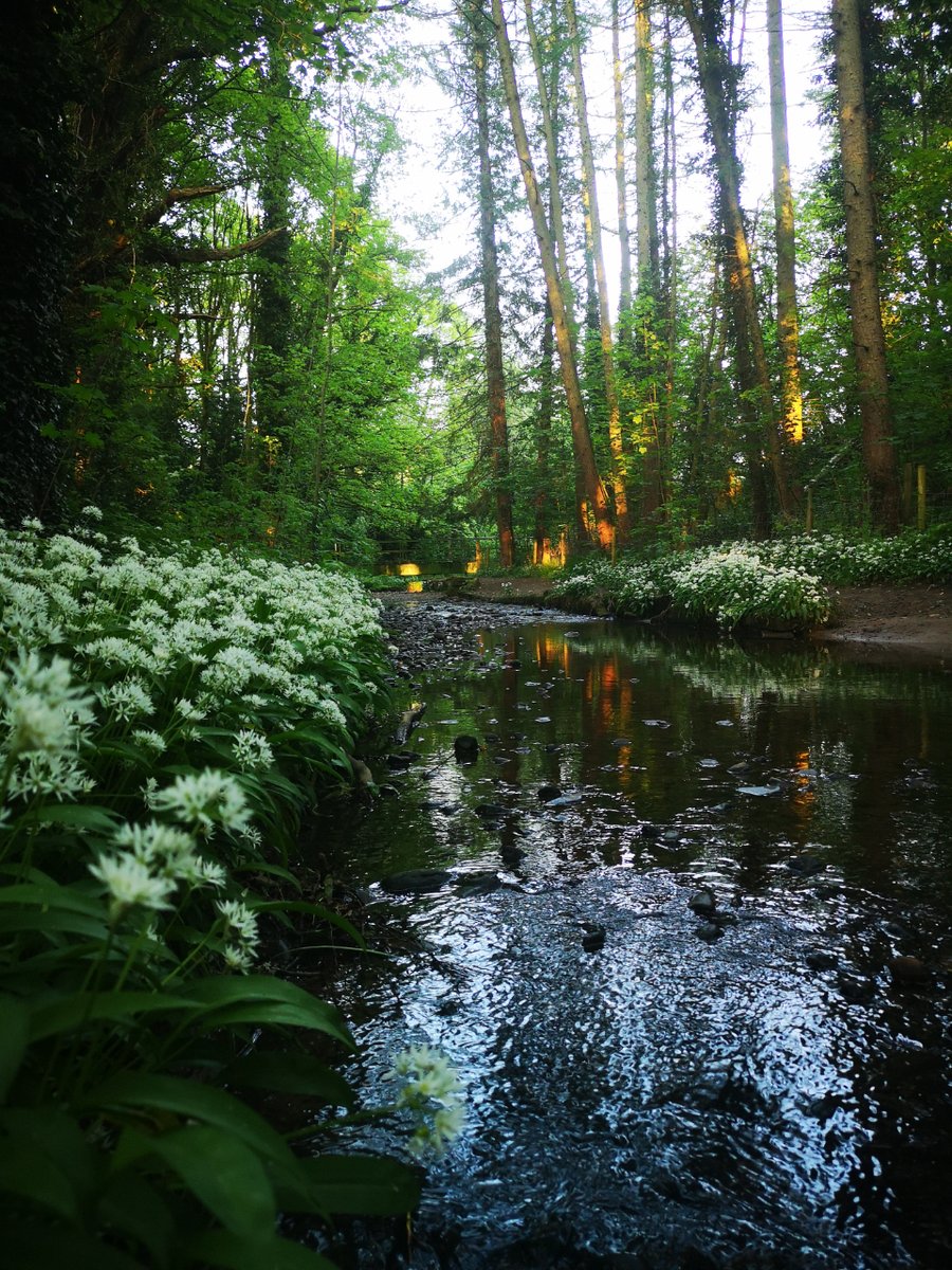Alexa's winning photograph captures the breathtaking beauty of Poynton Coppice during a previous spring, when the wild garlic was in full bloom. 🌿✨