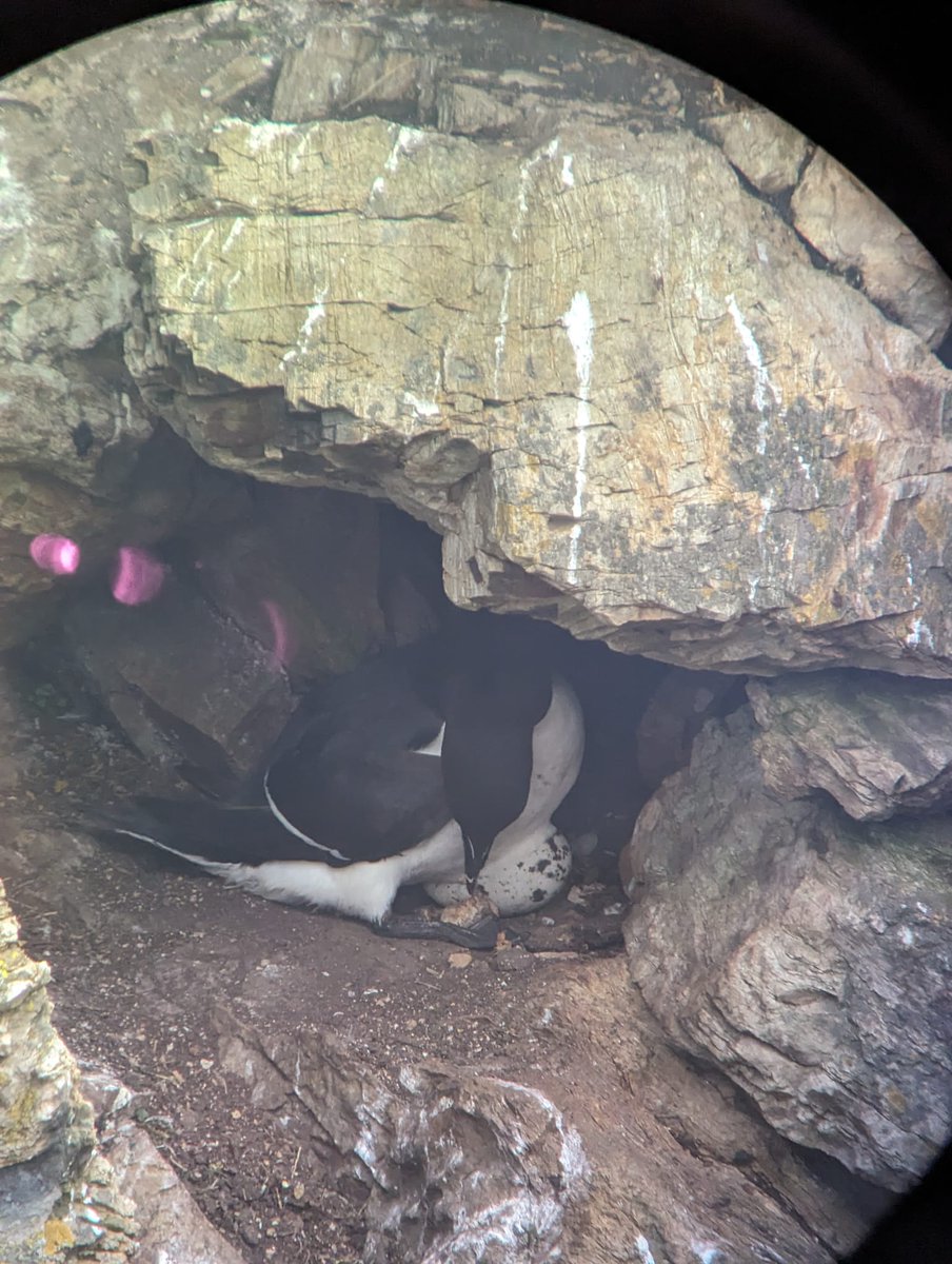 The Razorbills and Guillemots have started laying this week - the seabird season is really getting going now!