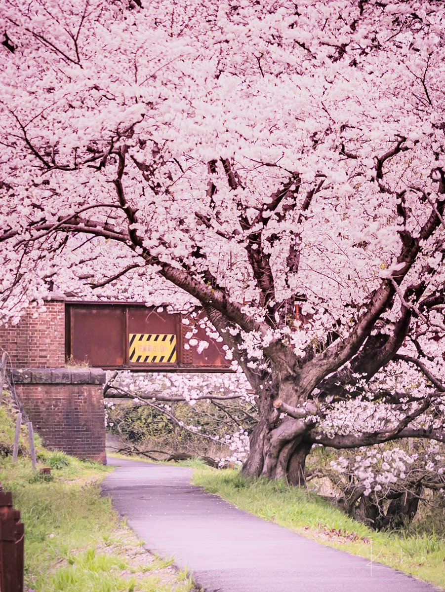 春を辿って

#桜 #春 #花のある暮らし 
#TLを花でいっぱいしよう 
#OMSYSTEM #OLYMPUS