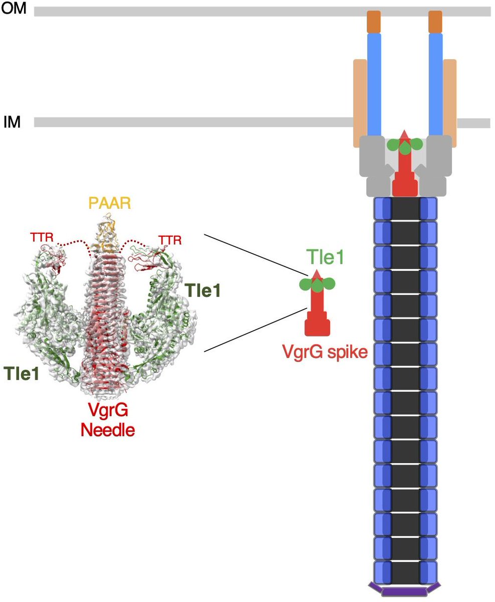 #IBSevents: Friday 17/05 at 11am, seminar by Dr Laure Journet (Institut de Microbiologie de la Méditerranée, Marseille), entitled 'Architecture of an Escherichia coli Type VI secretion tip-effector complex': urlz.fr/qxzB