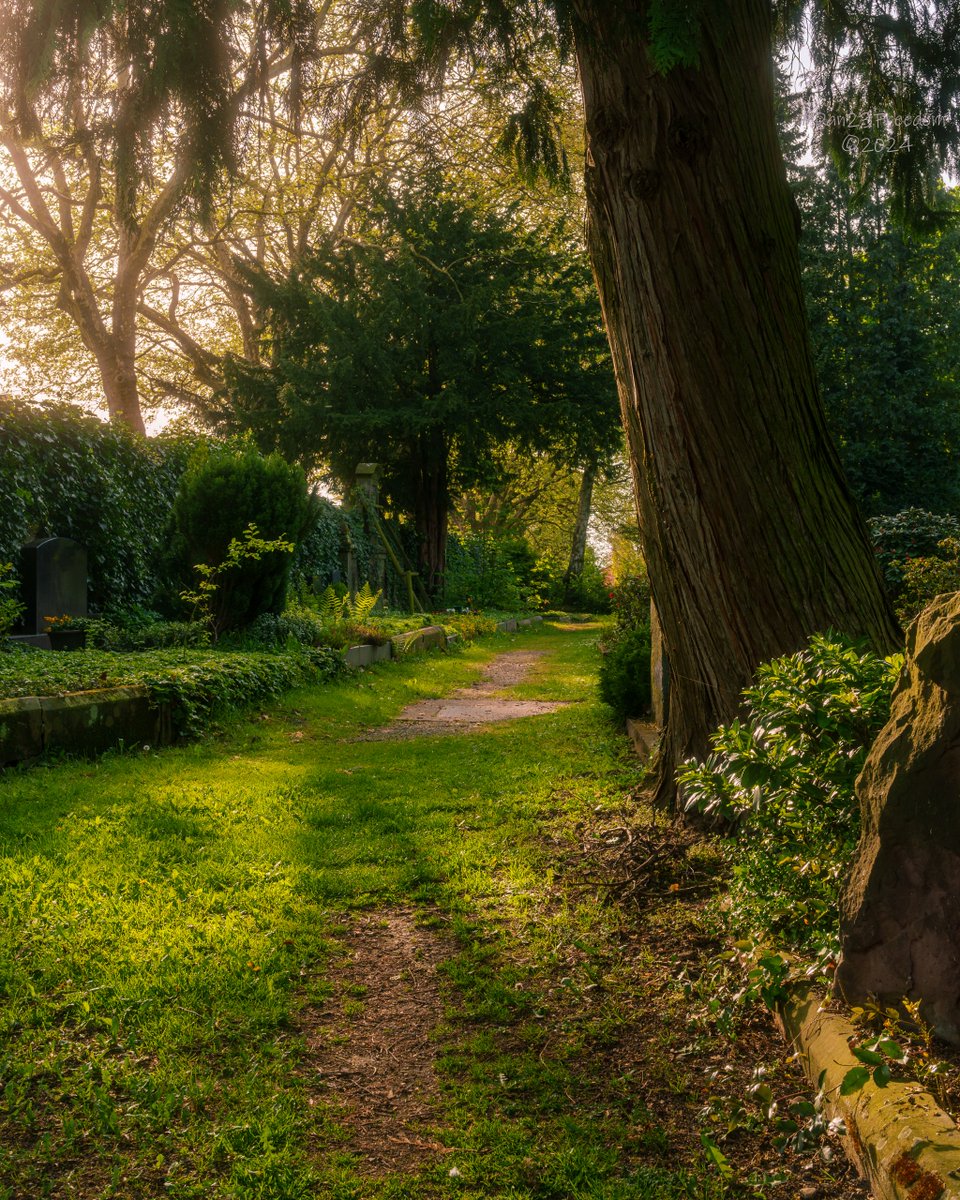 📷 1/80 sec at f/16, ISO 320, 40 mm mm prime #dan23freedom
#germany #nordrheinwestfalen #trees #ilovetrees #tree_magic