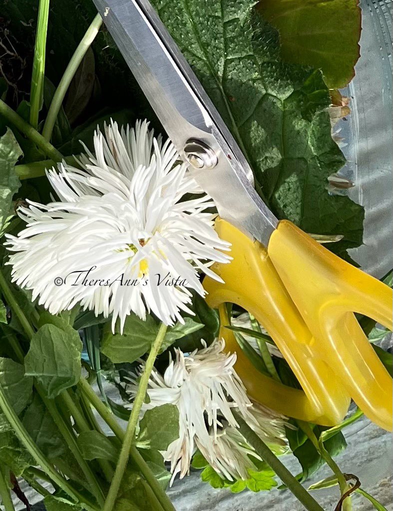 GN dear people. I was deadheading flowers tonight. I ended up liking the contrasting shapes & textures & composition of this photo more than its shadow!  My gardening tools are at the other house, so I improvised & ended up with a cool photo too.