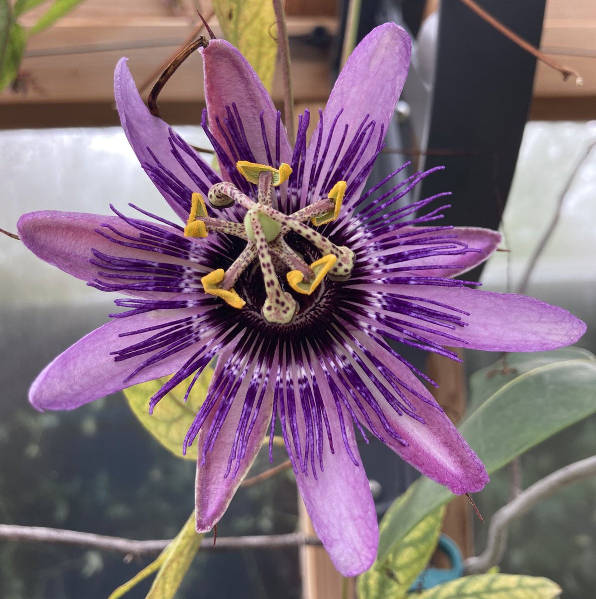 Today’s #passiflora are both polyploid superstars. P. ‘Betty Myles Young’ from @RiversideHybrds is my absolute favourite hardy (until ‘Damsel’s Delight’ opens its first flower!) here growing indoors. P. ‘Monika Fischer’ (not hardy) from Dr Roland Fischer is an absolute stunner.