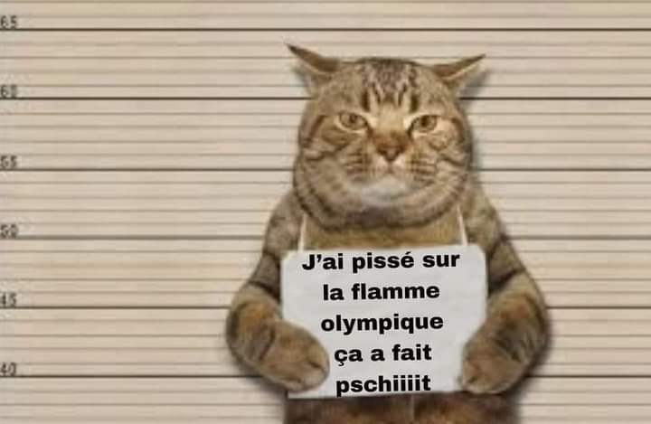 Engagé pour s'attaquer aux rats parisiens ... ce chat commet l'irréparable ...