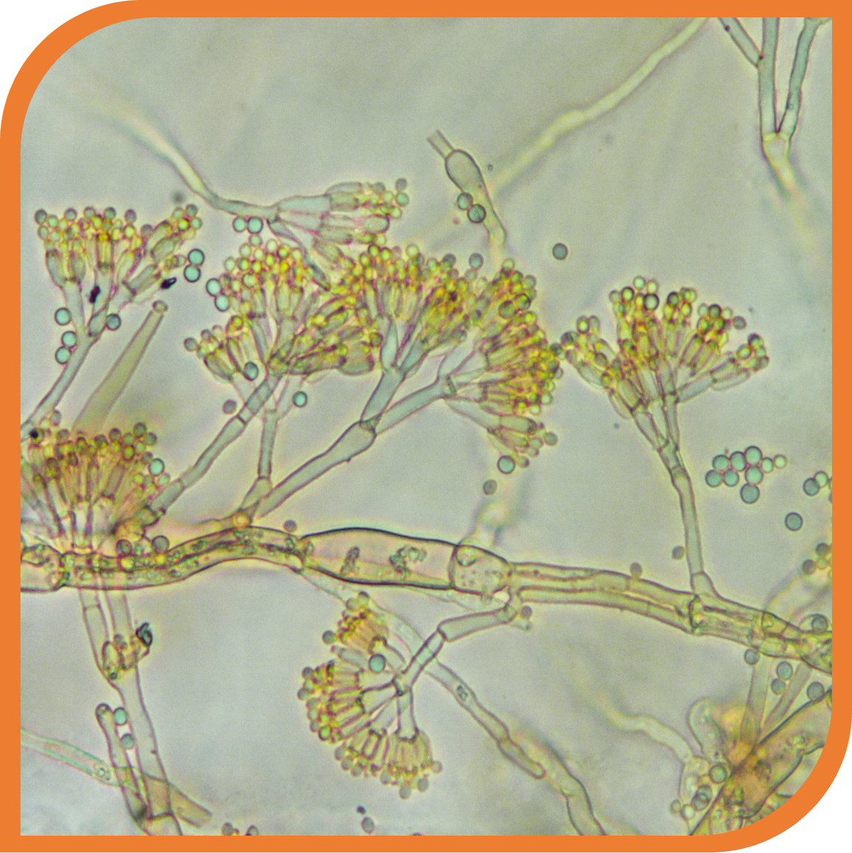 #microbeofthemonth : Penicillium chrysogenum (IHEM 28038)

In 1928, Alexander Fleming discovered #PENICILLIN, the first known #antibiotic. It was named named after the #MOLD that produced it: Penicillium chrysogenum.

#microbiology #fungi

@belspo @sciensano