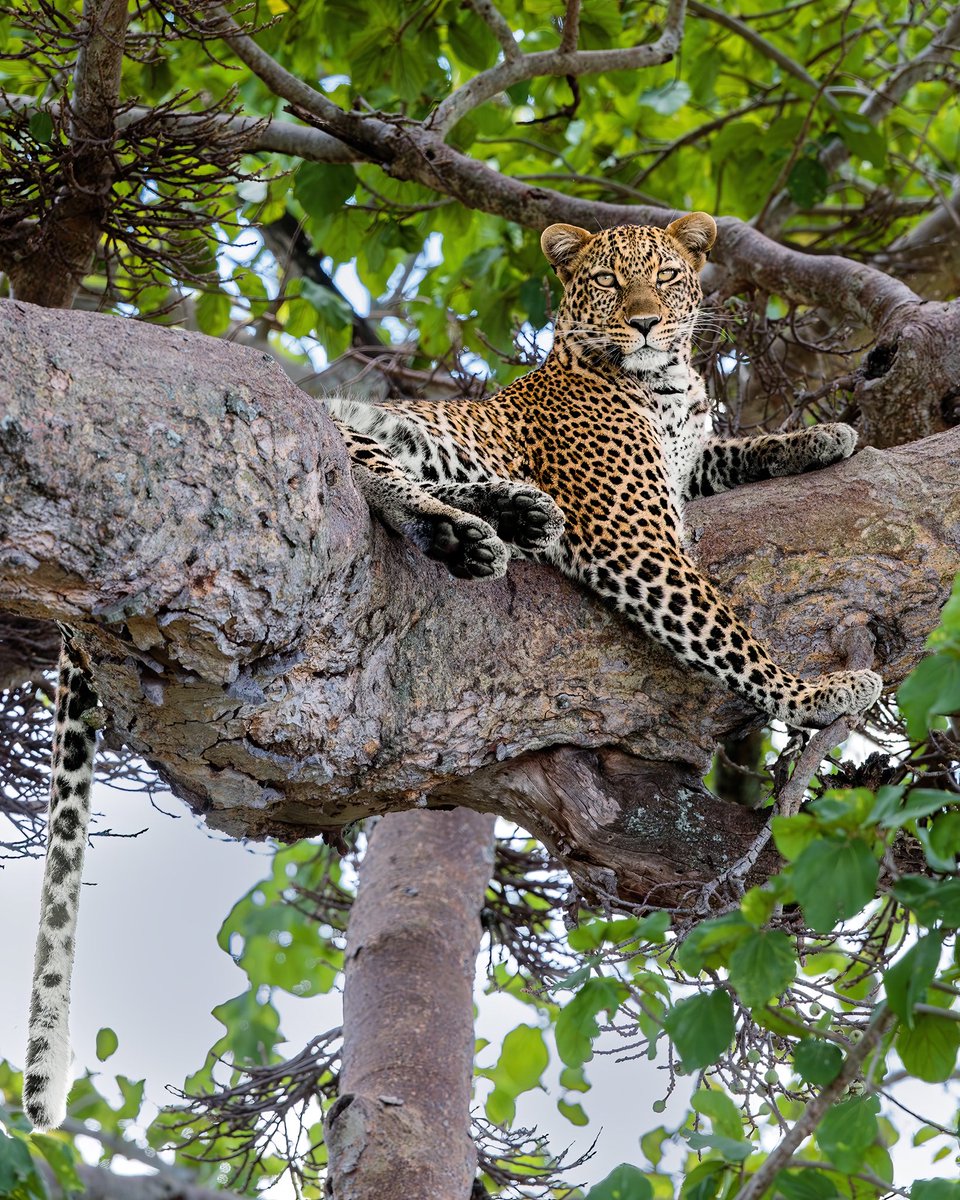 🔴🔴🔴 International Leopard Day The most adaptive predator