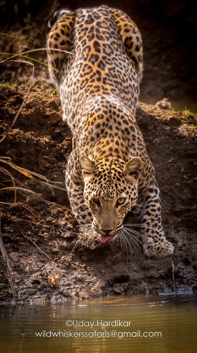 Greetings from this magnificent male on International Leopard Day #TwitterNatureCommunity #IndiAves #NatureBeauty #nikonphotography #ThePhotoHour #nature_perfection #natgeowild #natgeoindia #EarthCapture #wildlifeiG #Nikon #tadoba #leopard