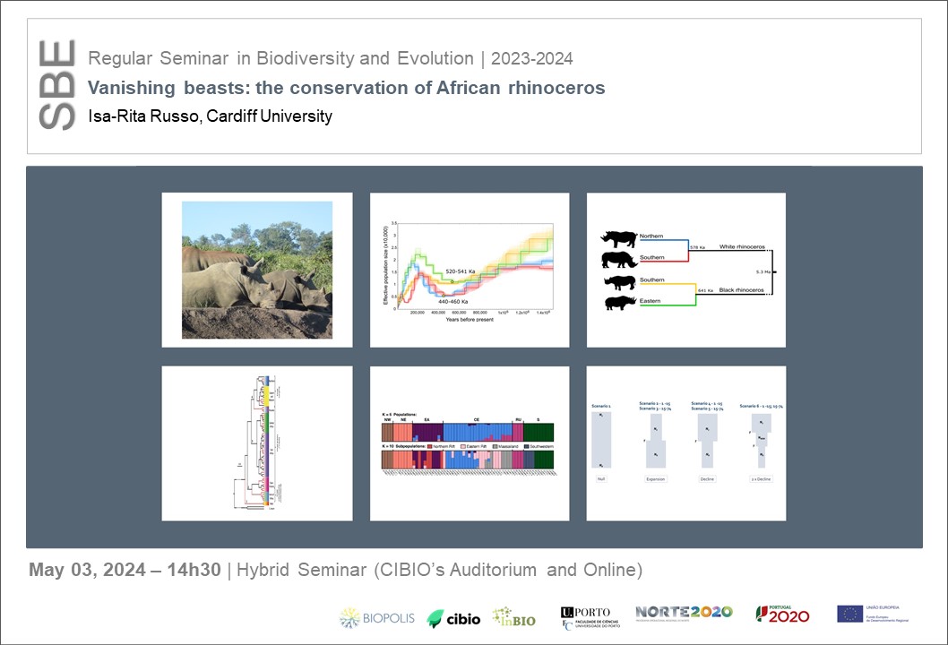 Seminar in #Biodiversity and #Evolution Vanishing beasts: the conservation of African rhinoceros | Isa-Rita Russo, Cardiff University 🗓️TODAY-14h30 - Hybrid Seminar More info: cibio.up.pt/en/events/vani…