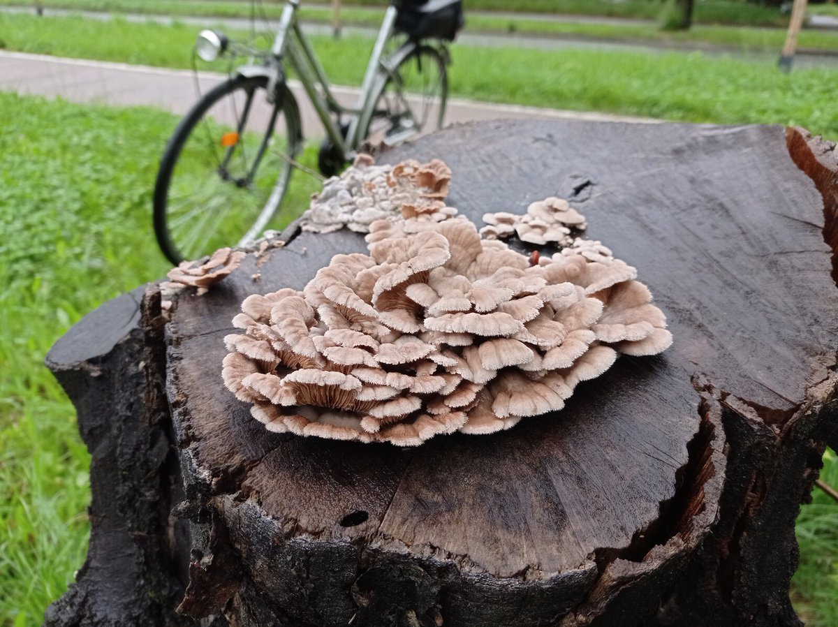 Some fresh Schizophyllum for #FungiFriday