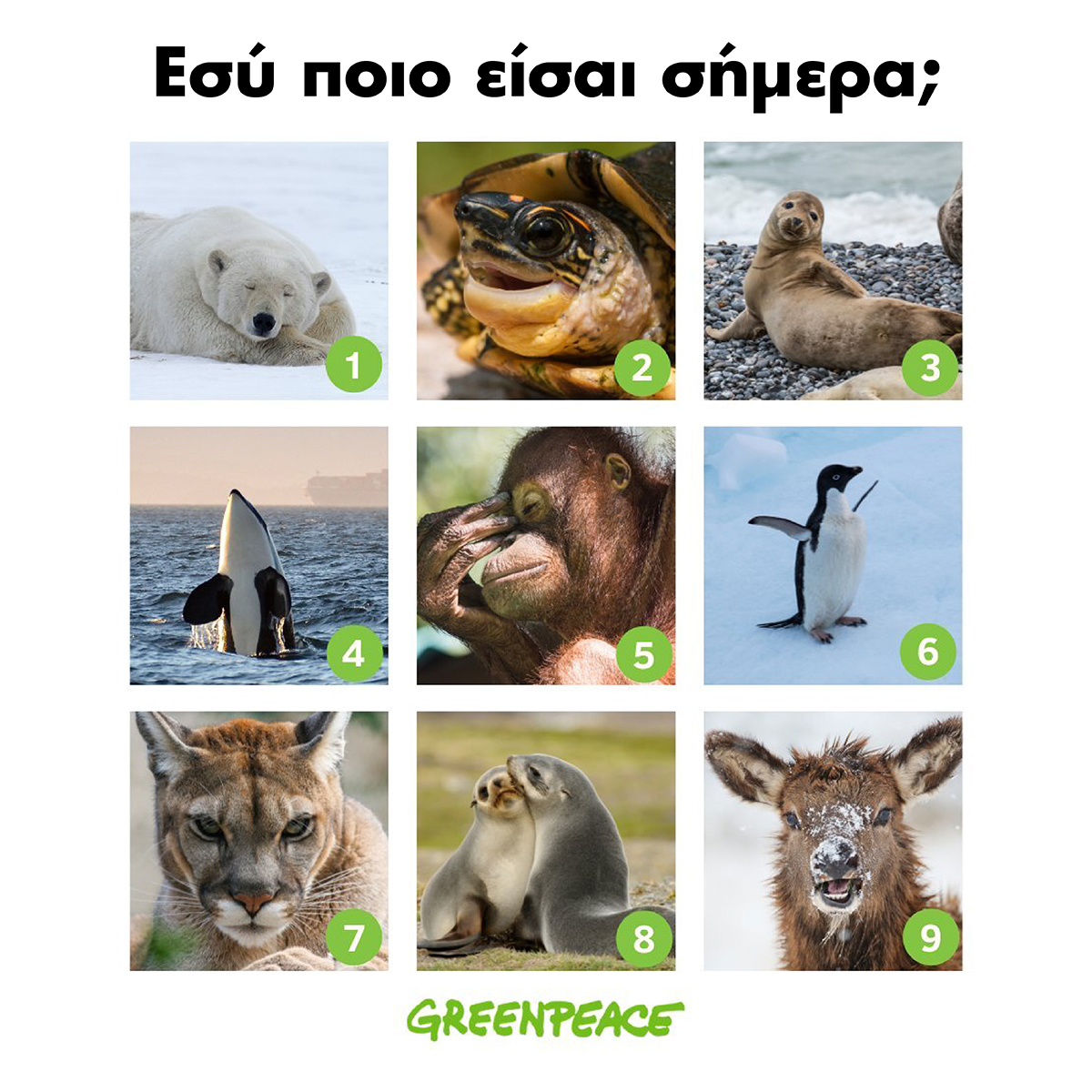 Γράψε μας στα σχόλια ✌️💚🦭 #nature #greenpeace