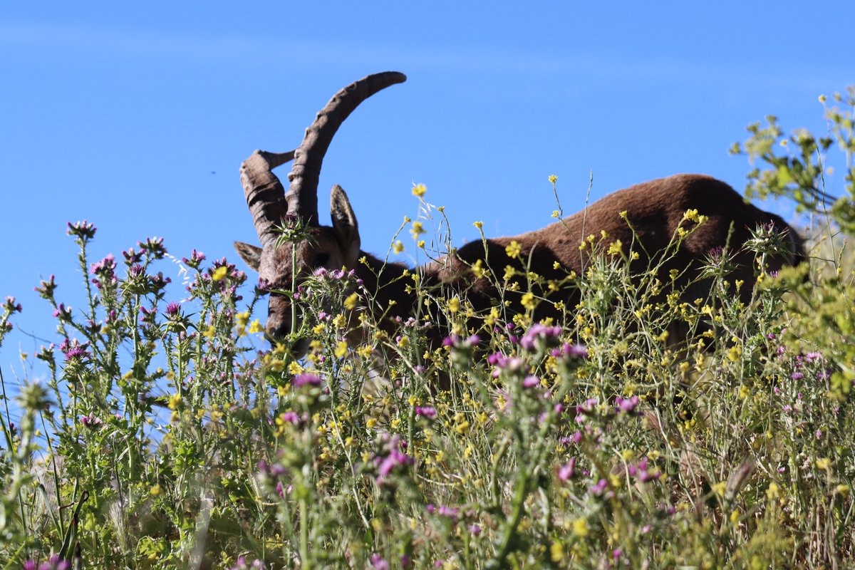 Quite the experience yesterday morning - getting up early to get up close to the Ronda Ibex Capra hispanica meridionalis.

This male was more content eating than he was worrying about the entomologist trying to subtly trying to sneak up for photos....

#FincaLaDonaria #Spain