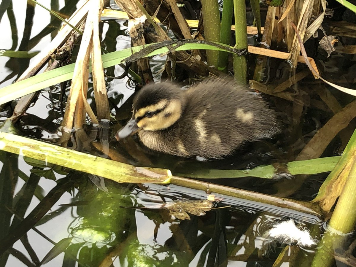 After a busy morning some S5s took a gentle walk to the local pond and saw the first duckling of spring. A great way to recharge our batteries! #confidentindividuals