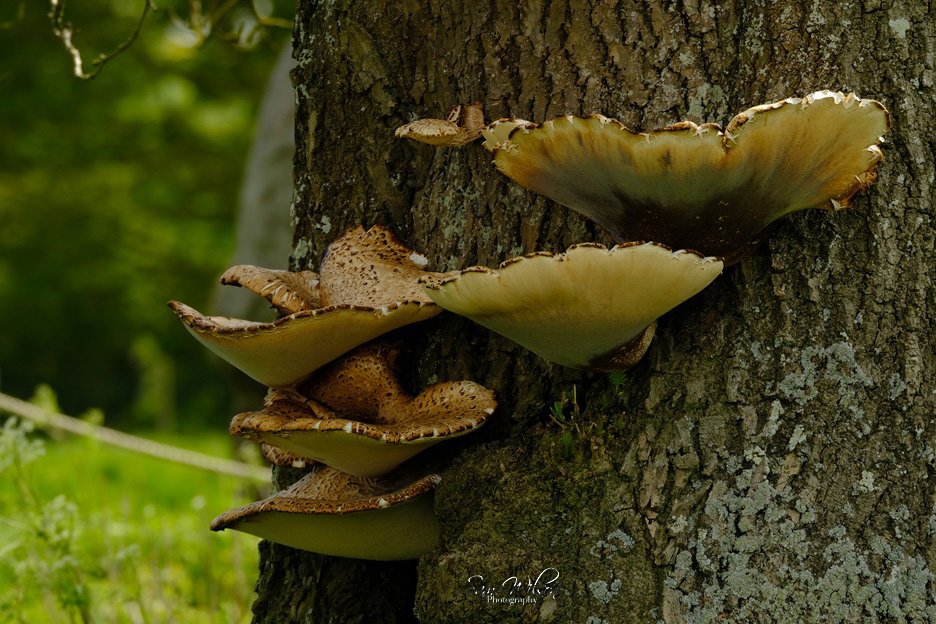 Lovely #fungi on a old tree at Avebury #fungifriday #NatureBeauty