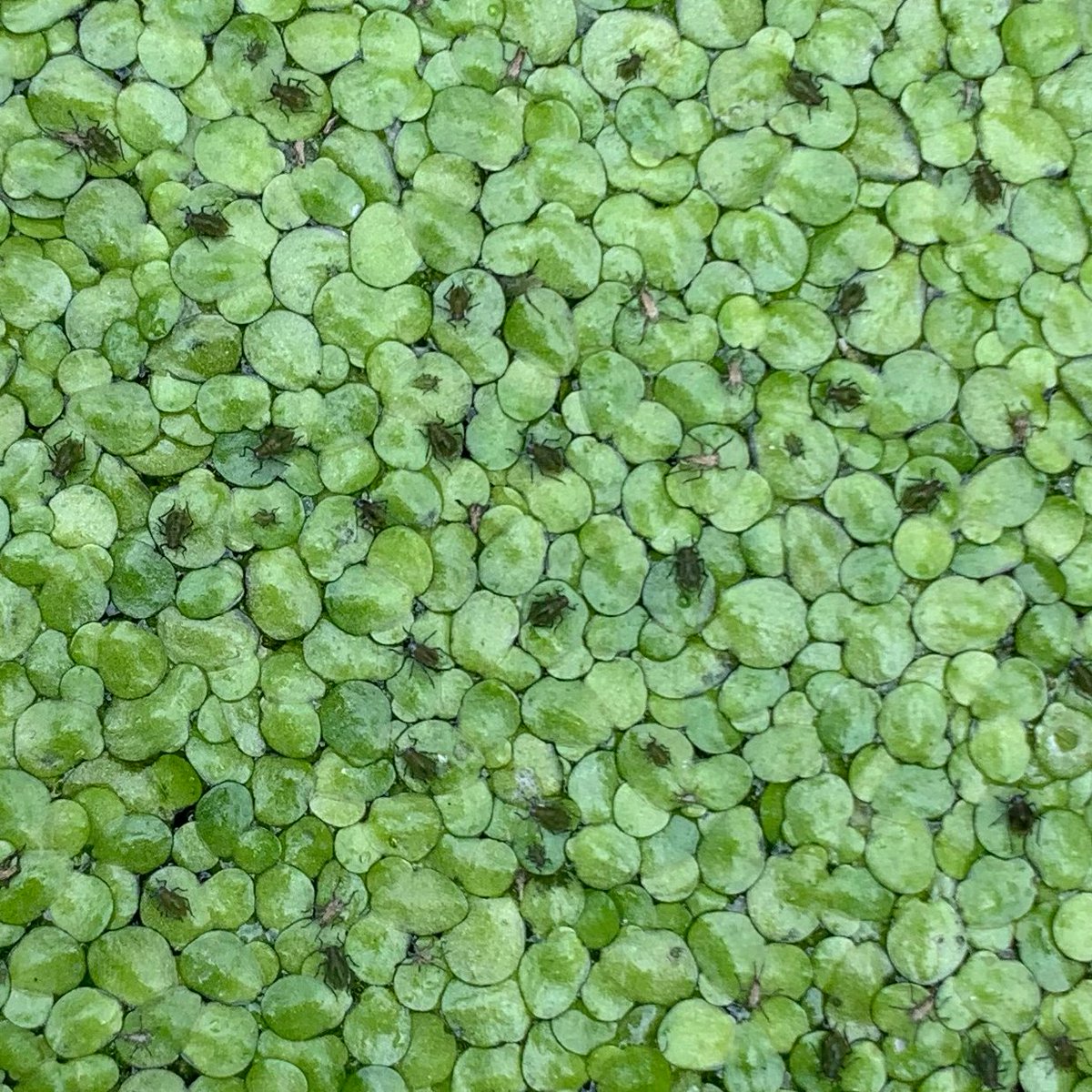 Water lily aphids are a pest to #duckweed. They have been shown to reduce duckweed growth rates under certain conditions. resjournals.onlinelibrary.wiley.com/doi/10.1111/ee… Photo credits: @CianRedmond4