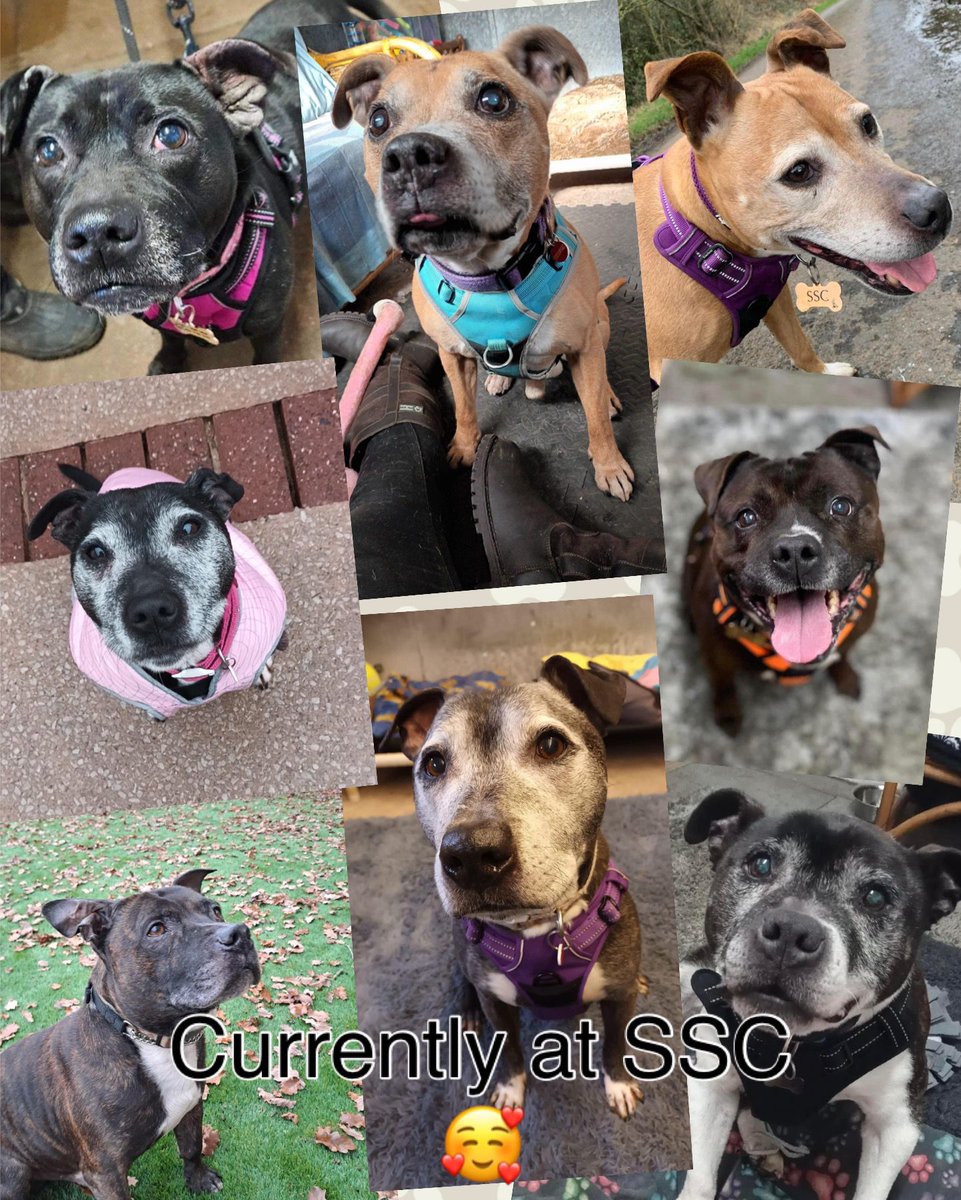 Good morning Staffy Lovers,as we ease into the month of May we reflect on the month we leave behind with our round up for April. A month in the life of SSC,pls click on the text to see the comings & goings. A huge THANK YOU for all your ongoing suppawt for our Super Seniors 🥰❤️